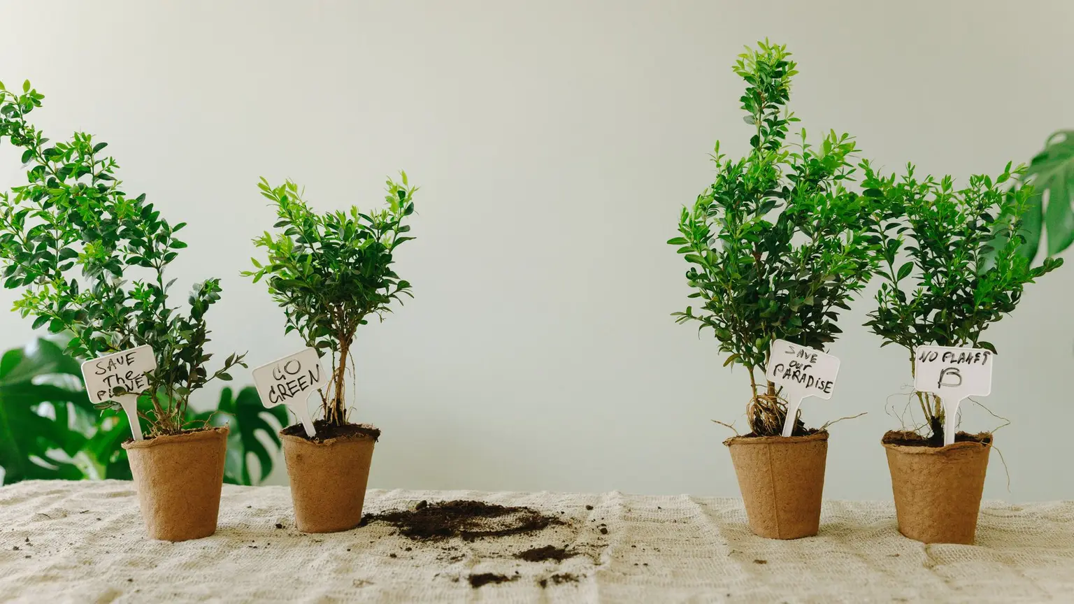 The Problem With Green Capitalism
